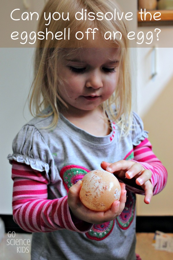 Can you dissolve the eggshell off an egg? Fun kitchen science activity for kids