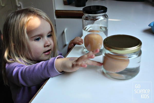 Dissolving the eggshell off an egg with vinegar