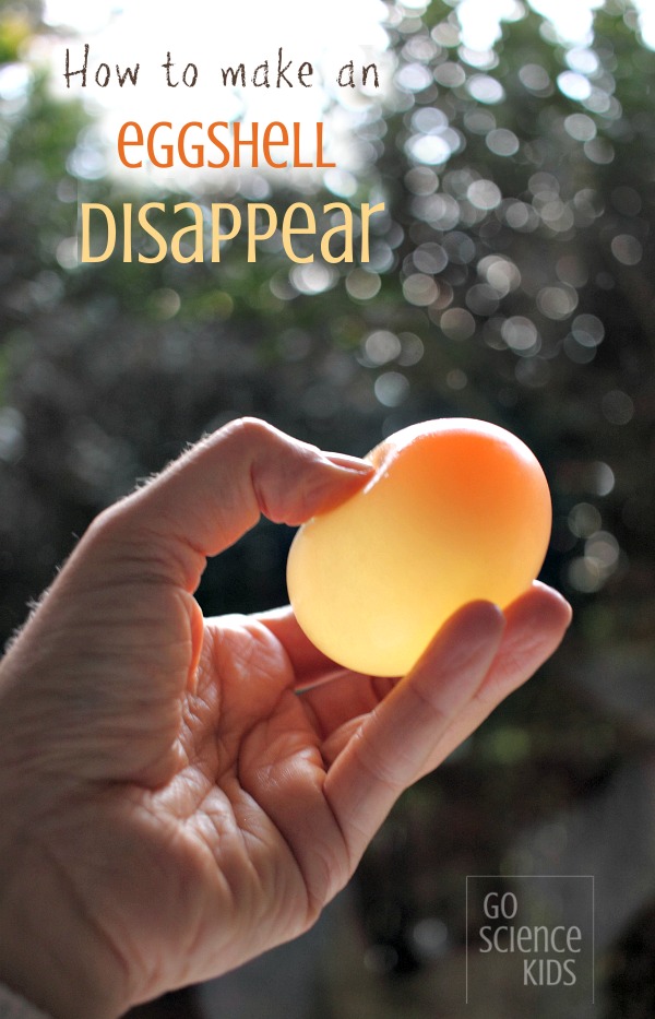 How to make an eggshell disappear - fun kitchen science activity for kids