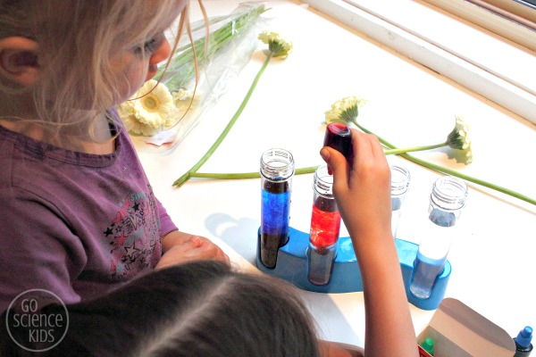 Adding food dye to colour flowers