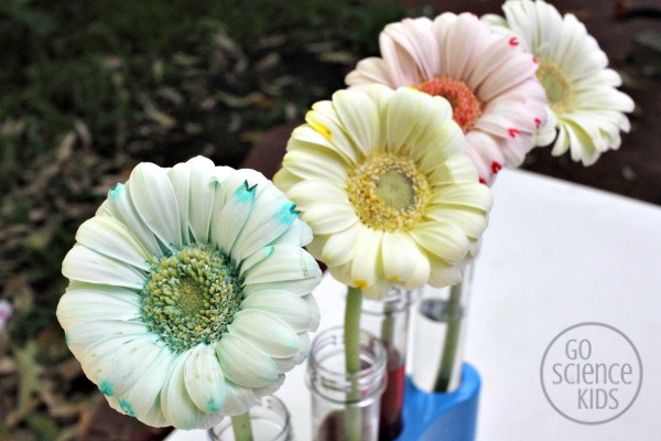 Changing colour of flowers science experiment
