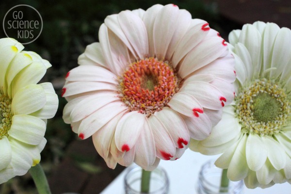 Changing the colour of gerberas science experiment