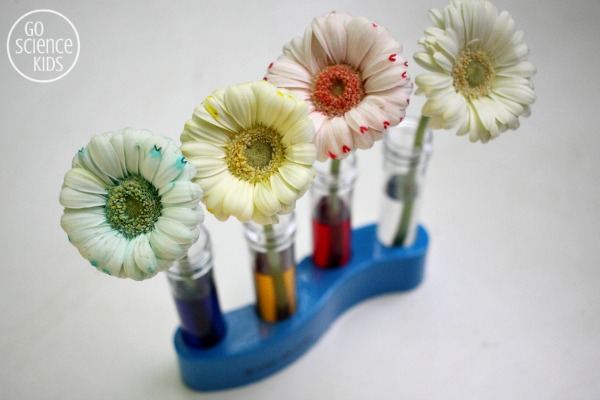 Colour changing flowers science experiment