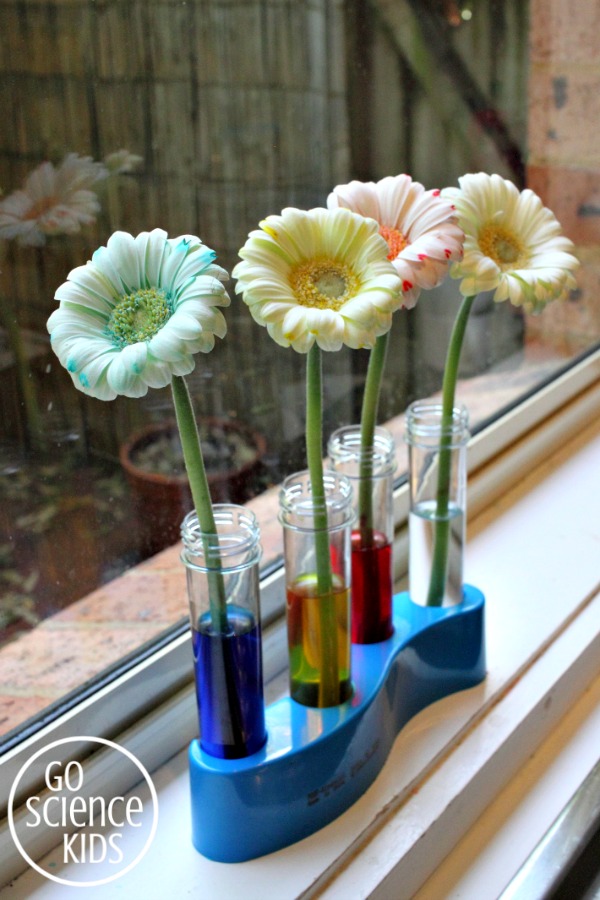 Colour changing flowers - science for kids
