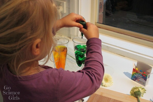 Adding food colouring to make dyed flowers