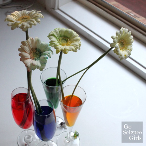 Bicolour flowers science experiment for kids