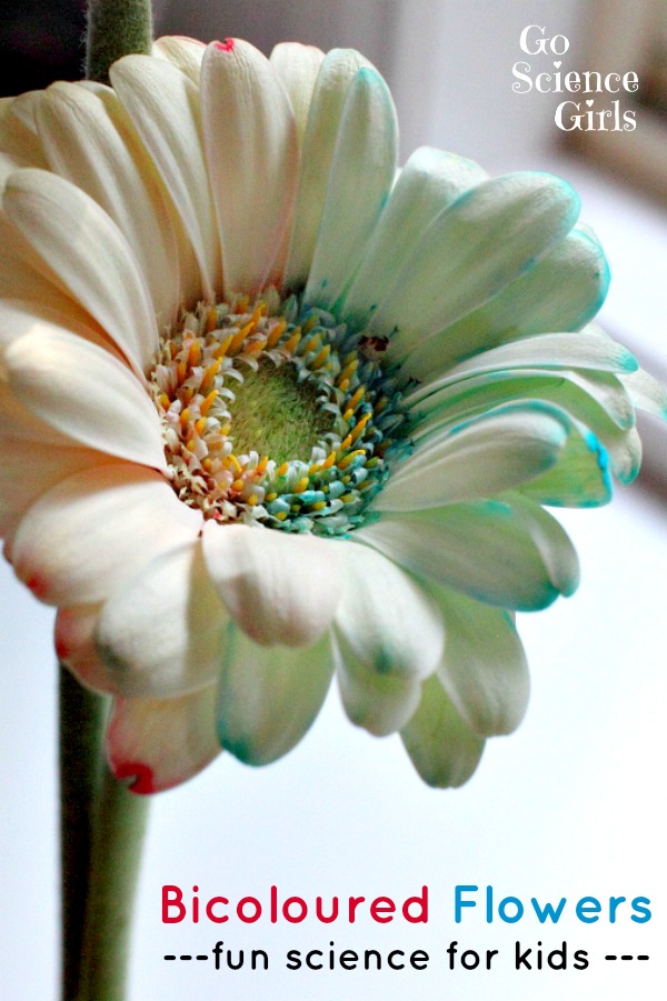 Bicoloured Flowers - fun science experiment for kids