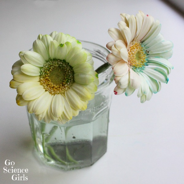 How to dye bicolour flowers - fun science experiment for kids