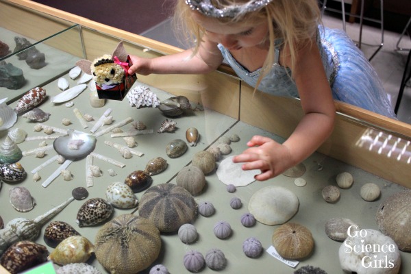 Examining sea urchin shells at The Australian Museum