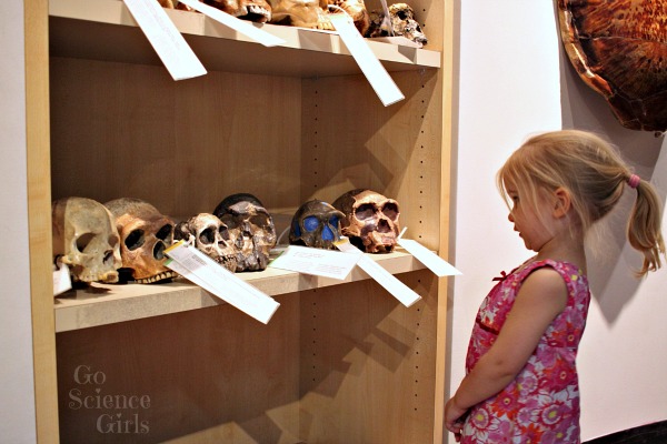 Learning about anatomy and anthropology at the Australian museum
