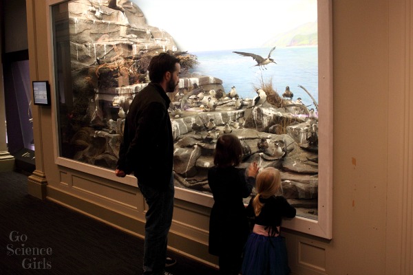 Natural history diorama at the Australian Museum