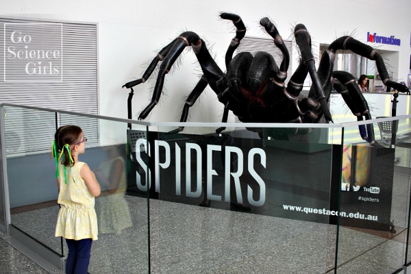 Spiders at Questacon