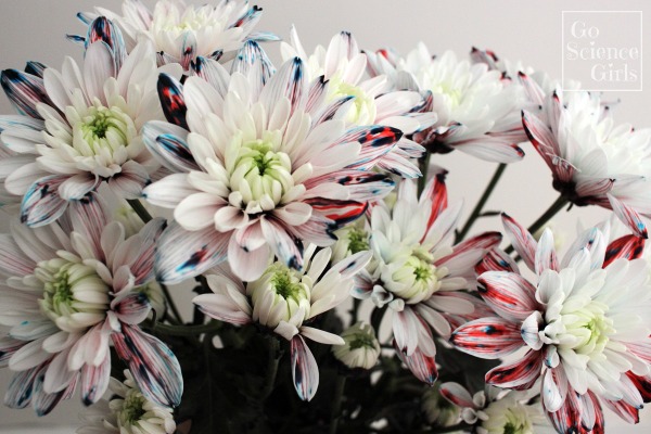Dying white chrystanthemums with flecks of red and blue