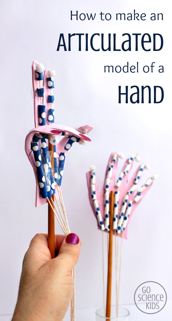How to make an articulated model of a hand by Go Science Kids