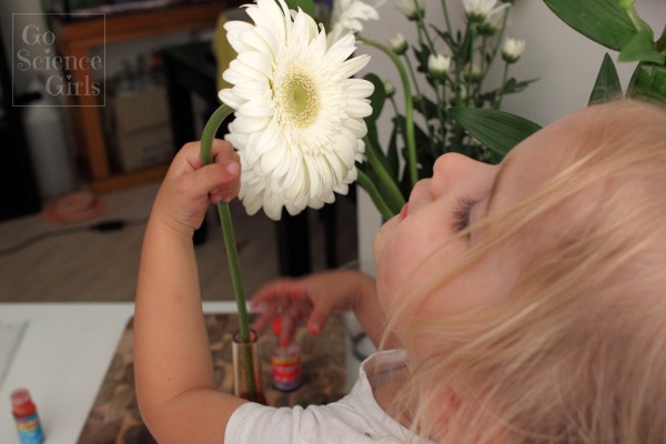Pause and smell the gerberas