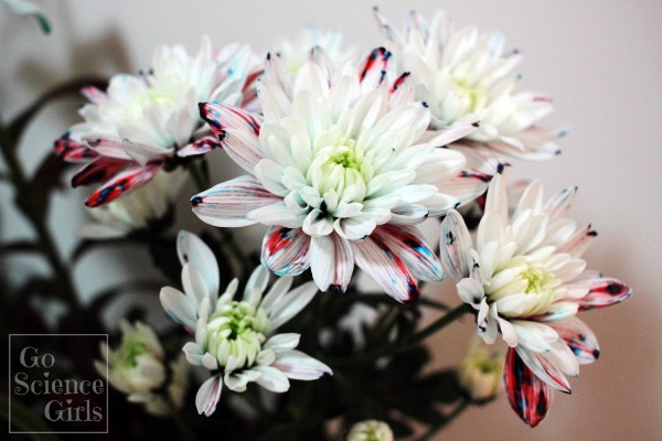 Red, white and blue dyed flowers