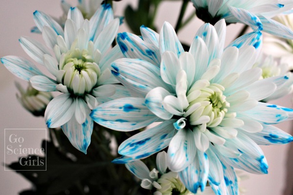 Stunning blue and white chrysanthemum flowers