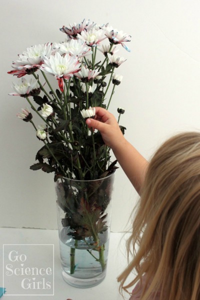 Vase of chrysanthemum's dyed red white and blue