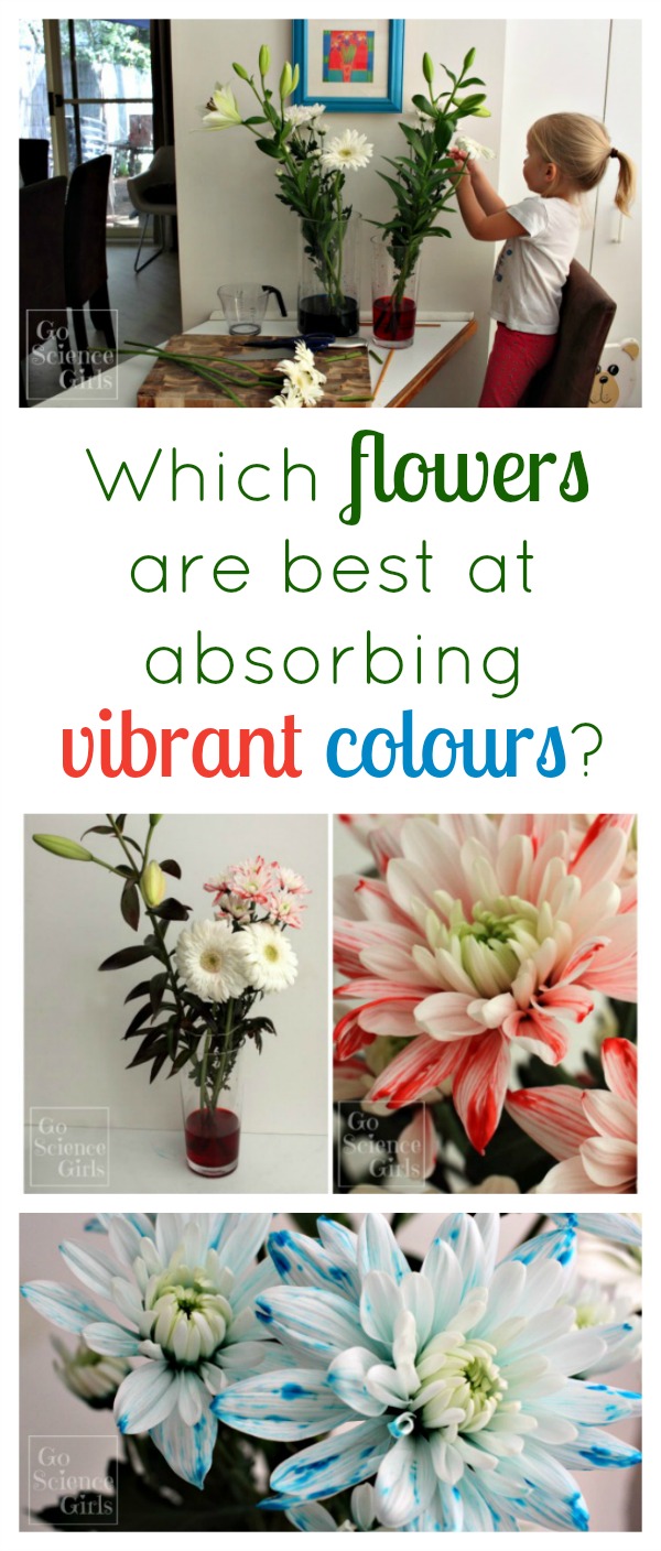 Which flowers are best at absorbing vibrant colours? Classic colour changing flower science experiment for spring