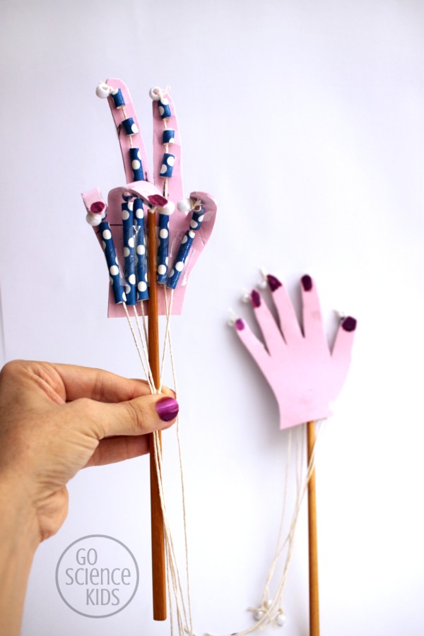 how to make a model articulated hand - fun biology science for kids