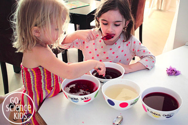 Tasting jelly and gelatin mixtures