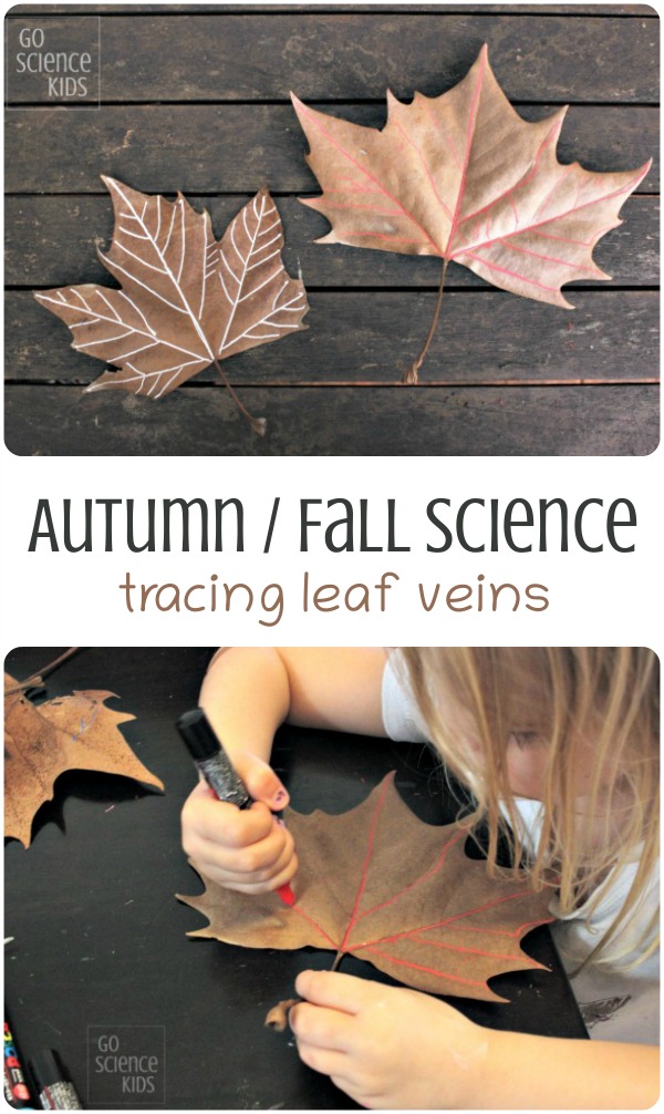 Autumn and Fall science - tracing leaf veins - nature science for preschoolers