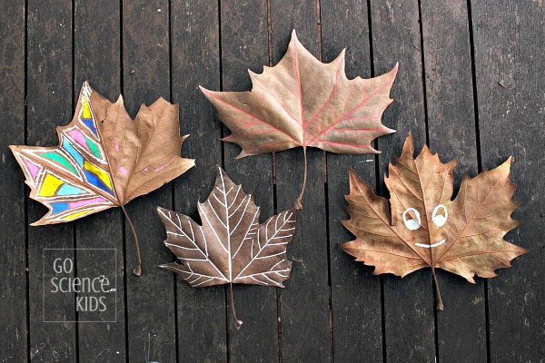 Decorating autumn fall leaves and learning about leaf biology