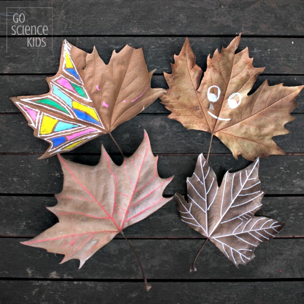 Decorating fall leaves and learning about leaf biology