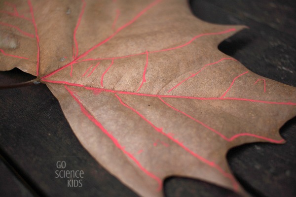 Tracing fall leaf veins