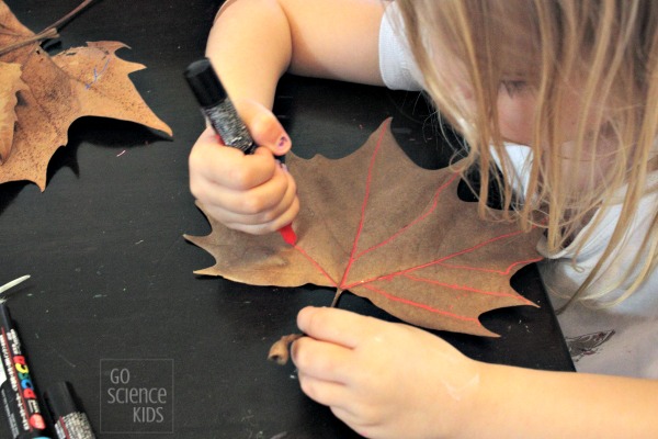 Tracing the veins of a autumn fall leaf
