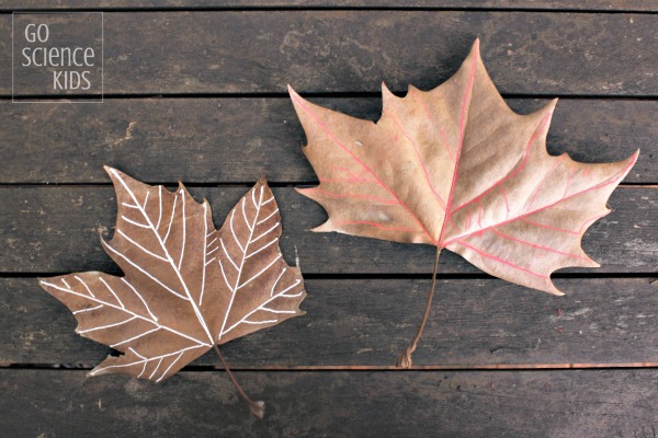 Tracing the veins of a leaf - leaf biology science for preschoolers