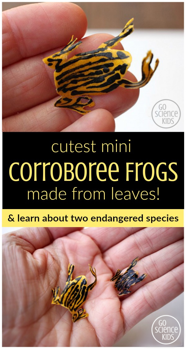 Cutest mini corroboree frogs, made from leaves! Great way to learn about two endangered species. ~ Go Science Kids
