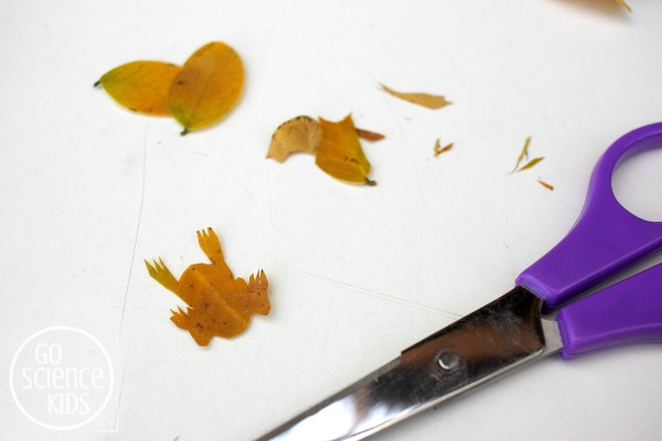 Cutting out a northern corroboree frog leaf