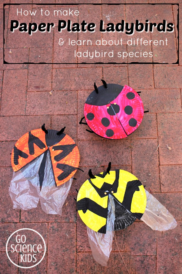 How to make paper plate ladybirds (ladybugs) and learn about different ladybird or ladybug species. Fun insect entomology biology nature scienc
