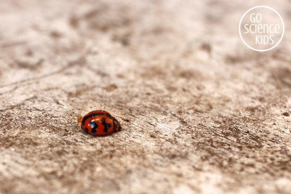 Orange and black Transverse Ladybird