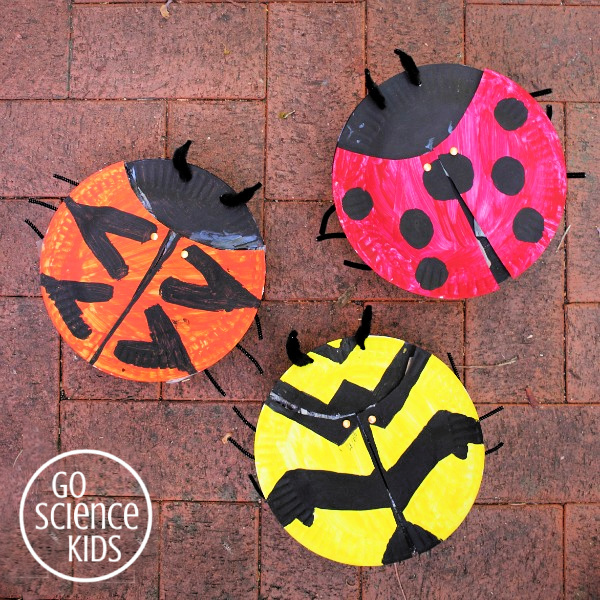 Paper plate ladybird (or ladybug) craft, including three different ladybird species. Fun nature science activity for kids