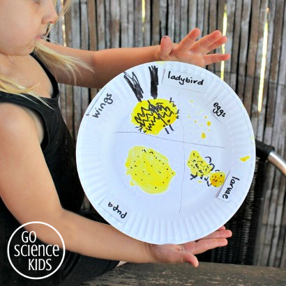 Paperplate lifecycle of the fungus-eating ladybird (ladybug)- fun nature study activity