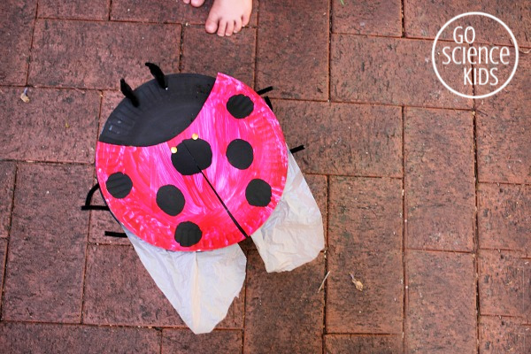 Seven-spot ladybird craft for kids, with hidden wings!