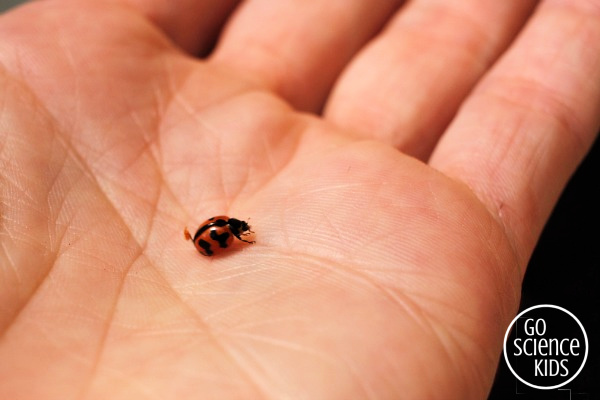 Tiny transverse ladybird with orange and black markings