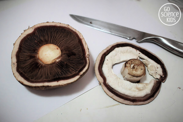 Cutting the rim off a field mushroom