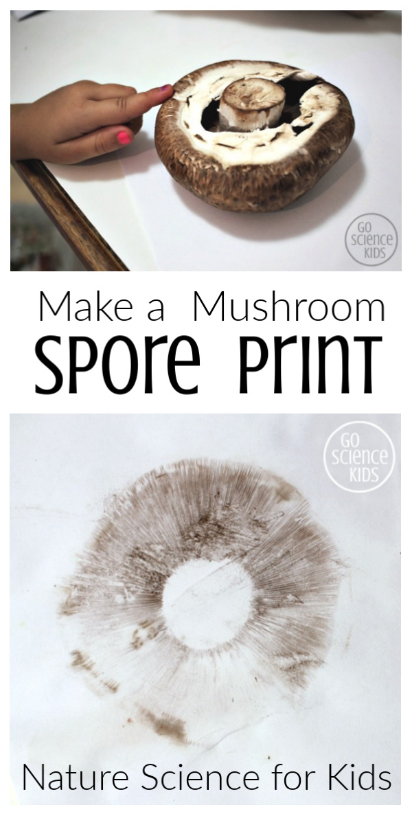 Make a mushroom spore print - nature science for kids