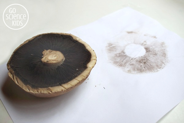 Making field mushroom spore prints