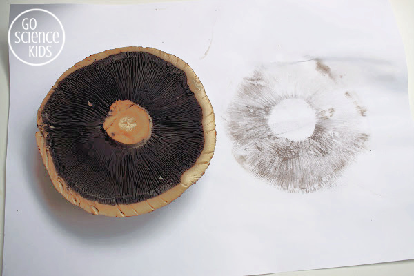 Mushroom spore print