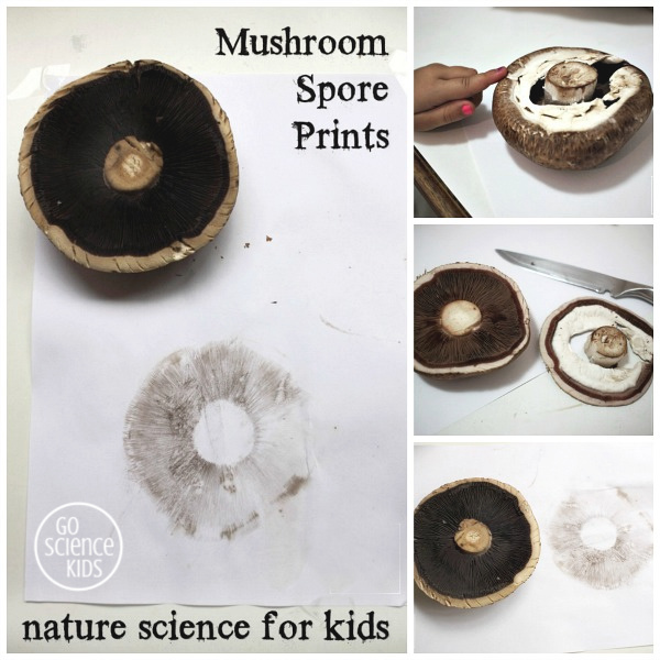 Nature science - make a mushroom spore print