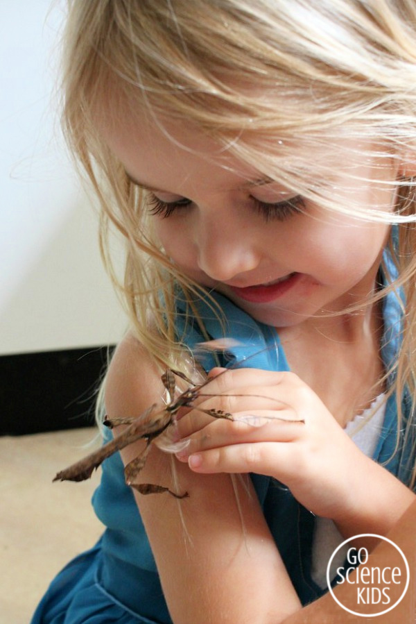 A preschool girl and her pet spiny leaf phasmid insect (adult male)