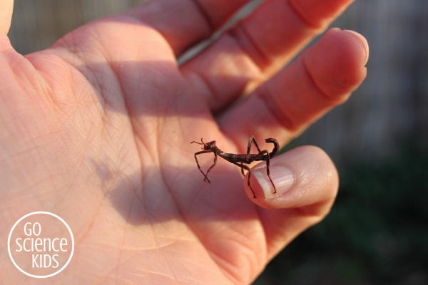 Baby nymph spiny leaf phasmid insect