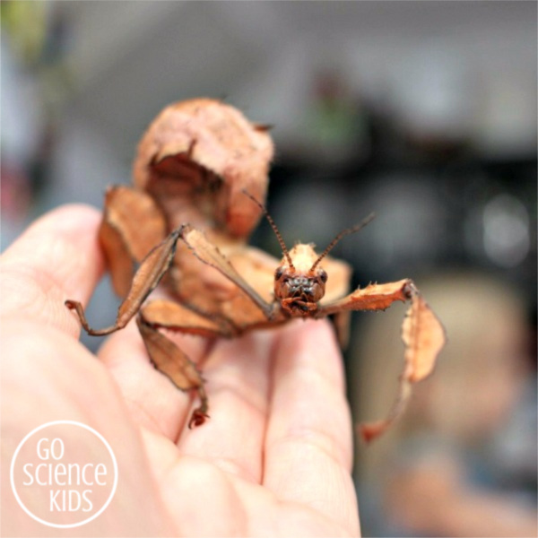 Face of an adult female spiny leaf phasmid insect