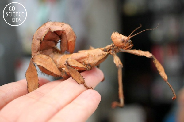 Female spiny leaf phasmid insect