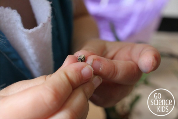 Four year old holding a spiny leaf phasmid insect egg
