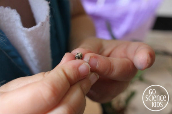 Four year old holding a spiny leaf phasmid insect egg